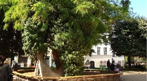 Square Viviani, le Robinier.jpg (112.02 Kio) Vu 21613 fois Le Robinier